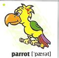 skolka_bratislava_parrot