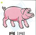 skolka_bratislava_pig